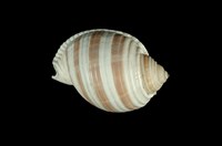 藏品(褐帶鶉螺)的圖片